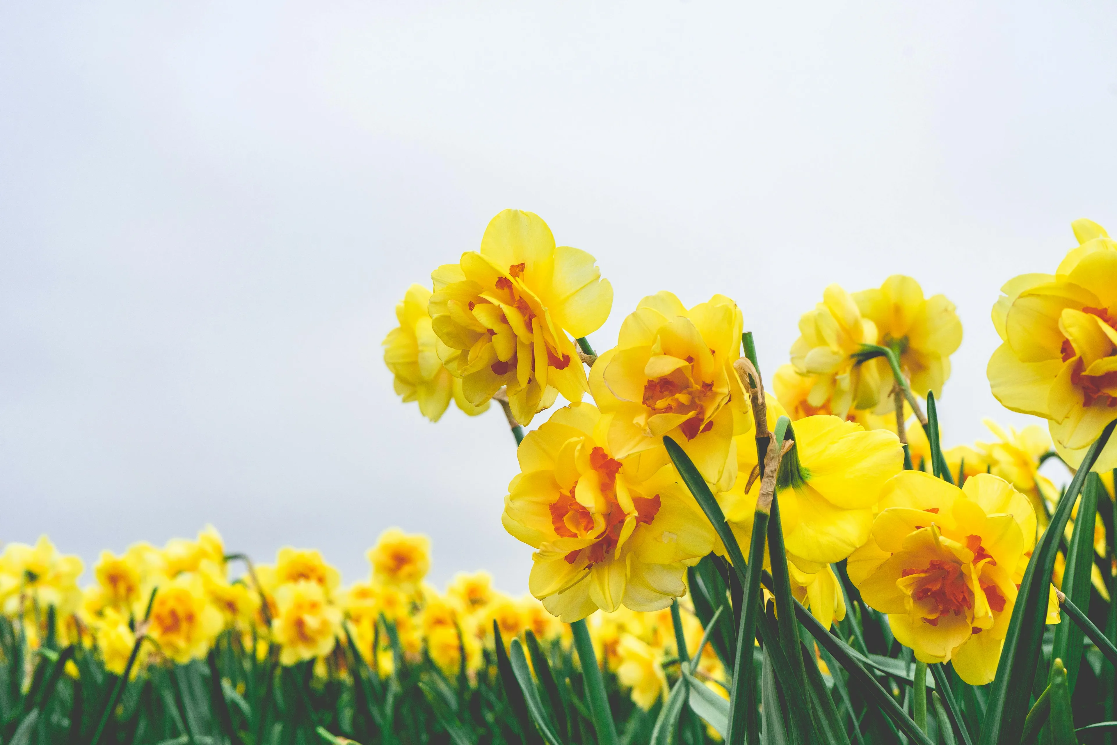 Gedicht Esther | Pasen