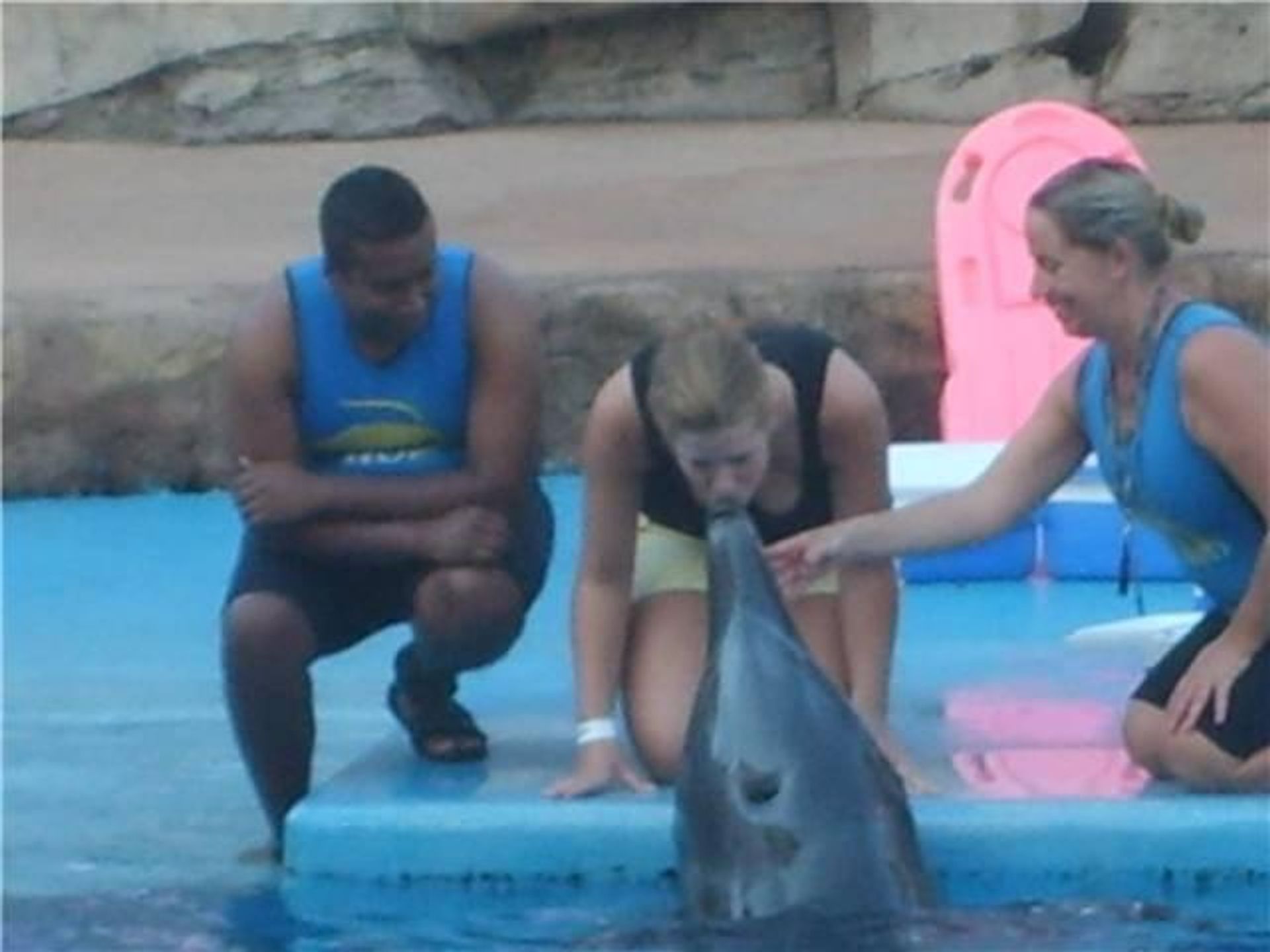 dolfijnshow