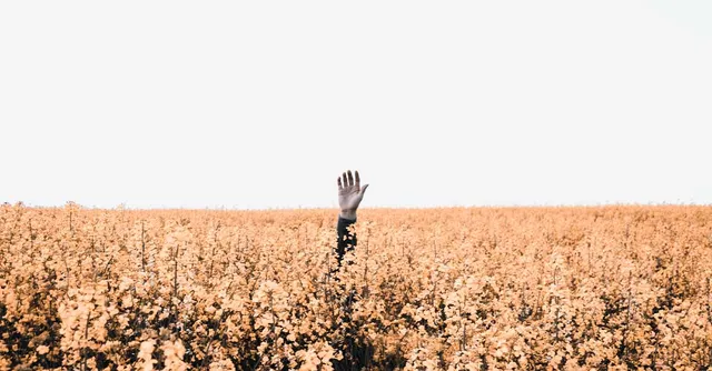 Uitgelichte afbeelding