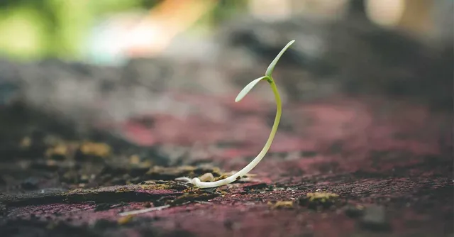 Uitgelichte afbeelding