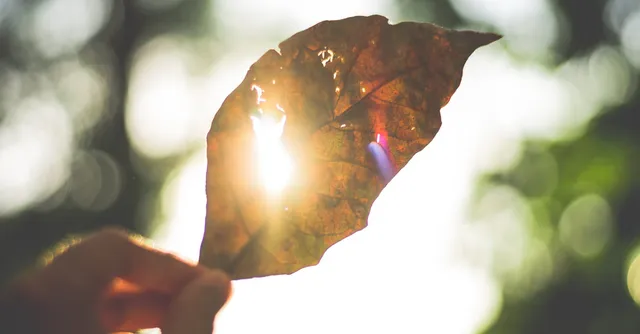 Uitgelichte afbeelding