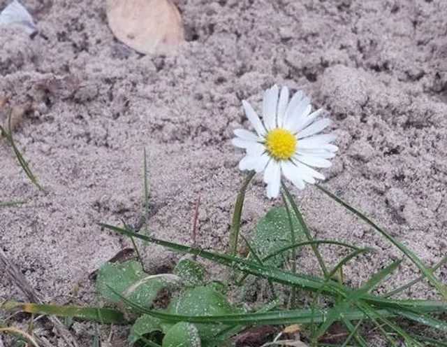 Uitgelichte afbeelding
