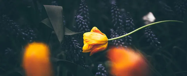 Uitgelichte afbeelding