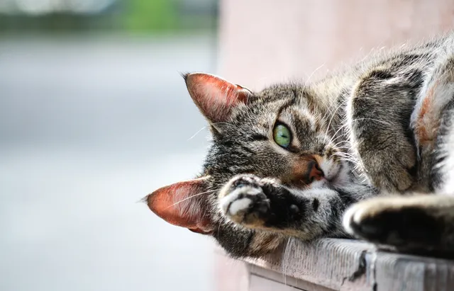 Uitgelichte afbeelding